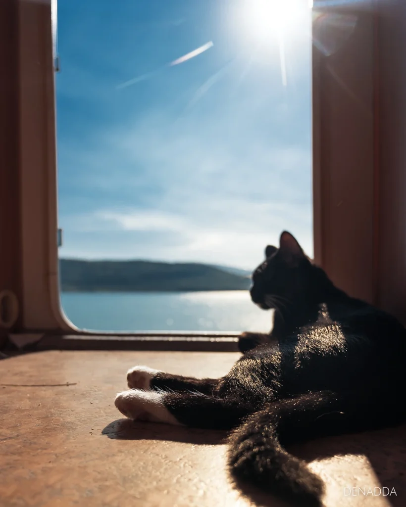 Myumyu le chat noir de Denadda né à Sainte-Croix du Verdon.